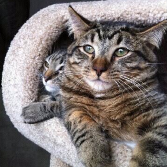 Meet your Posher, Michelle - Picture 1 of 1